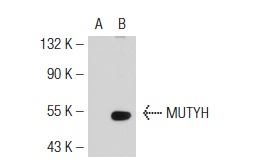  MUTYH (A-13): sc-30631. Western blot analysis of MUTYH expression in non-transfected: sc-117752 (A) and mouse MUTYH transfected: sc-125671 (B) 293T whole cell lysates.