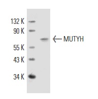  MUTYH (M-15): sc-30633. Western blot analysis of MUTYH expression in HeLa nuclear extract.