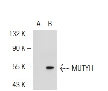  MUTYH (M-15): sc-30633. Western blot analysis of MUTYH expression in non-transfected: sc-117752 (A) and mouse MUTYH transfected: sc-125671 (B) 293T whole cell lysates.