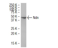  Ndn (36-V): sc-101224. Western blot analysis of Ndn expression in HL-60 whole cell lysate.