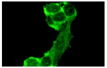  Neurofibromin (D): sc-67. Immunofluorescence staining of methanol-fixed SK-N-SH cells showing cytoskeletal localization.