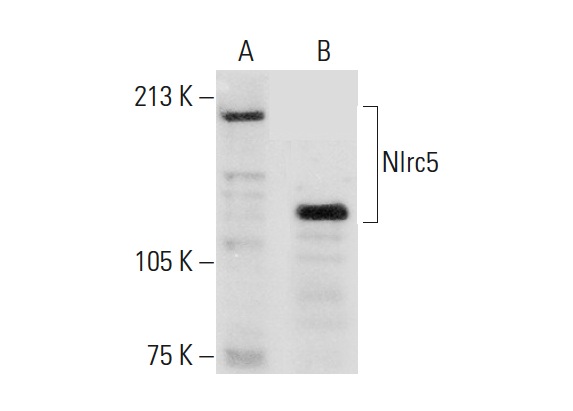  Nlrc5 (D-18): sc-248094. Western blot analysis of Nlrc5 expression in F9 whole cell lysate (A) and mouse heart tissue extract (B).