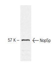  Nop5p (34B12): sc-57942. Western blot analysis of Nop5p expression in yeast cell extract.