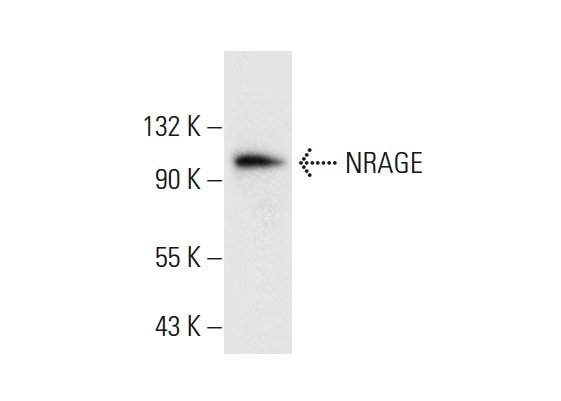  NRAGE (F-9): sc-393291. Western blot analysis of NRAGE expression in Jurkat whole cell lysate.