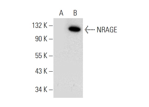  NRAGE (H-7): sc-398493. Western blot analysis of NRAGE expression in non-transfected: sc-117752 (A)  and human NRAGE transfected: sc-114826 (B) 293T whole cell lysates.