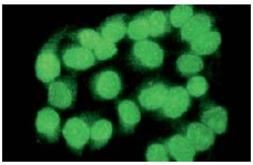  NRAGE (H-300): sc-28243. Immunofluorescence staining of methanol-fixed HeLa cells showing nuclear localization.