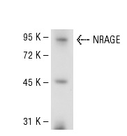  NRAGE (H-300): sc-28243. Western blot analysis of NRAGE expression in mouse brain tissue extract.