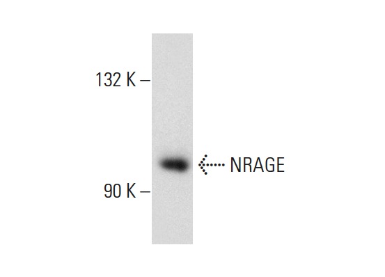  NRAGE (H-300): sc-28243. Western blot analysis of NRAGE expression in mouse brain tissue extract.