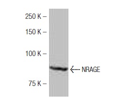  NRAGE (AK47): sc-130434. Western blot analysis of NRAGE expression in Jurkat whole cell lysate.