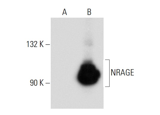  NRAGE (AK47): sc-130434. Western blot analysis of NRAGE expression in non-transfected: sc-117752 (A) and mouse NRAGE transfected: sc-122121 (B) 293T whole cell lysates.