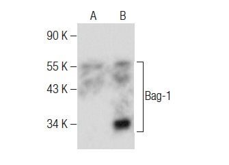  Bag-1 (A-4): sc-377419. Western blot analysis of Bag-1 expression in non-transfected: sc-117752 (A) and human Bag-1 transfected: sc-112723 (B) 293T whole cell lysates.