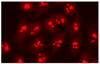  Nucleostemin (H-270): sc-67012. Immunofluorescence staining of methanol-fixed HeLa cells showing nucleolar localization.