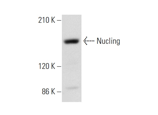  Nucling (A-4): sc-514117. Western blot analysis of Nucling expression in HeLa whole cell lysate.