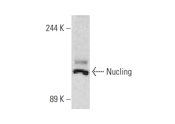  Nucling (E-12): sc-135510. Western blot analysis of Nucling expression in WI 38 whole cell lysate.