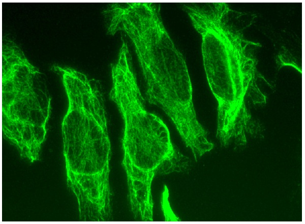  Nucling (N-13): sc-135511. Immunofluorescence staining of methanol-fixed HeLa cells showing cytoskeletal localization.