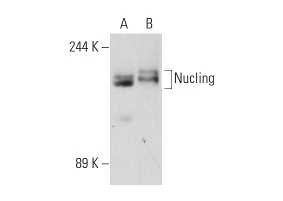  Nucling (N-13): sc-135511. Western blot analysis of Nucling expression in 293T (A) and WI 38 (B) whole cell lysates.