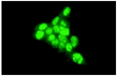  p53 (DO-1): sc-126. Immunofluorescence staining of methanol-fixed A-431 cells showing nuclear localization.