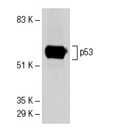  p53 (DO-1): sc-126. Western blot analysis of p53 expression in A-431 whole cell lysate.