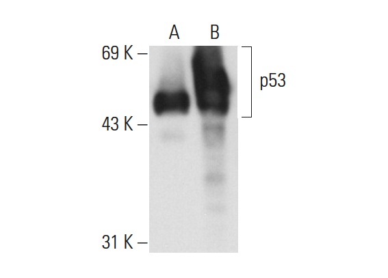  p53 (DO-1): sc-126. Western blot analysis of p53 expression in non-transfected: sc-117752 (A) and human p53 transfected: sc-158802 (B) 293T whole cell lysates.