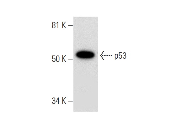  p53 (A-1): sc-393031. Western blot analysis of p53 expression in WR19L whole cell lysate.