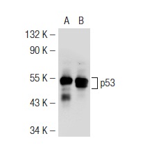  p53 (FL-393)-G: sc-6243-G. Western blot analysis of p53 expression in non-transfected: sc-117752 (A) and mouse p53 transfected: sc-125766 (B) 293T whole cell lysates.