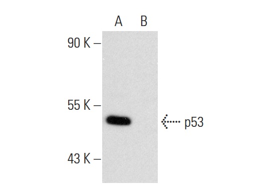  p53 (FL-393): sc-6243. Western blot analysis of p53 expression in untreated (A) and Farnesyl Thiosalicylic Acid Amide (sc-223986) treated (B) SW480 whole cell lysates. Note down regulation of p53 expression in lane B.