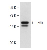  goat anti-rabbit IgG, F(ab')<sub>2</sub>-HRP: sc-3837. Western blot analysis of p53 expression in Lac-Z whole cell lysate. Antibody tested: p53 (FL-393): sc-6243.