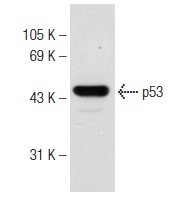  rabbit anti-goat IgG-HRP: sc-2922. Western blot analysis of p53 expression in Lac-Z whole cell lysate. Antibody tested: p53 (FL-393)-G: sc-6243-G.