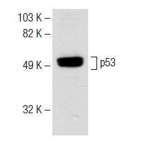  rabbit anti-goat IgG-HRP: sc-2768. Western blot analysis of p53 expression in Lac-Z whole cell lysate. Antibody tested: p53 (FL-393)-G: sc-6243-G.