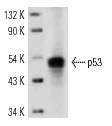  p53 (C-11): sc-55476. Western blot analysis of p53 expression in A-431 whole cell lysate.