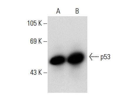  p53 (C-11): sc-55476. Western blot analysis of p53 expression in non-transfected: sc-117752 (A) and mouse p53 transfected: sc-125766 (B) 293T whole cell lysates.