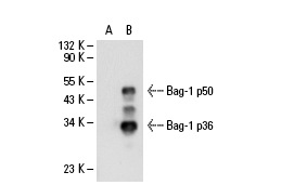  Bag-1 (3.9F1E11): sc-56004. Western blot analysis of Bag-1 expression in non-transfected: sc-117752 (A) and human Bag-1 transfected: sc-112723 (B) 293T whole cell lysates.