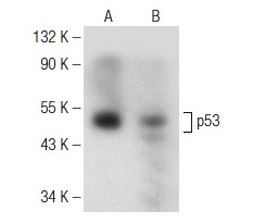  p53 (F-8): sc-374087. Western blot analysis of p53 expression in WR19L (A) and mouse Lac Z (B) whole cell lysates.