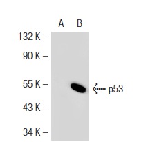  p53 (Pab 240): sc-99. Western blot analysis of p53 expression in non-transfected: sc-117752 (A) and mouse p53 transfected: sc-125766 (B) 293T whole cell lysates.