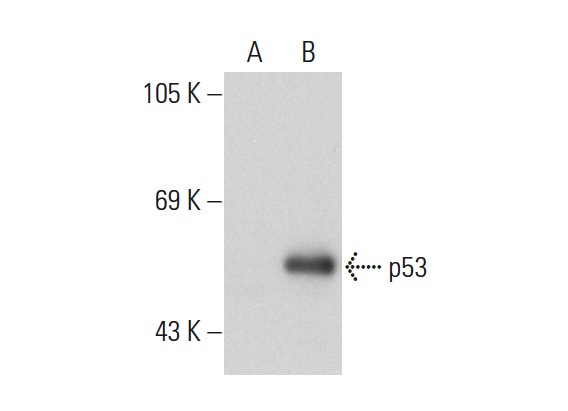  p53 (Pab 240): sc-99. Western blot analysis of p53 expression in non-transfected: sc-117752 (A) and human p53 transfected: sc-158802 (B) 293T whole cell lysates.