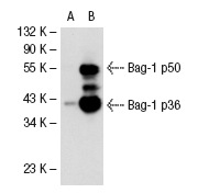  Bag-1 (3.9F1E11): sc-56004. Western blot analysis of Bag-1 expression in non-transfected: sc-117752 (A) and human Bag-1 transfected: sc-112723 (B) 293T whole cell lysates.