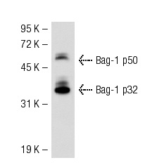  Bag-1 (3.9F1E11): sc-56004. Western blot analysis of Bag-1 expression in HL-60 whole cell lysate.