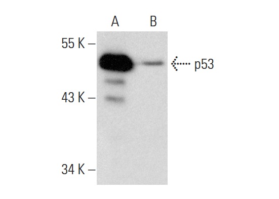  p53 (Pab 1801): sc-98. Western blot analysis of p53 expression in untreated (A) and Farnesyl Thiosalicylic Acid Amide (sc-223986) treated (B) SW480 whole cell lysates. Note down regulation of p53 expression in lane B.