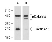  Immunoprecipitation of p53 from A-431 whole cell lysate using p53 (C-19): sc-1311 (goat polyclonal antibody) followed by Western blot analysis using p53 (DO-1): sc-126 (mouse monoclonal antibody). Note presence of Protein A/G band using Protein A/G PLUS-Agarose: sc-2003 conventional IP matrix (A) as compared to their absence using ExactaCruz<sup>TM</sup> B: sc-45039 (B).