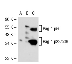  Bag-1 (3.9F1E11): sc-56004. Western blot analysis of Bag-1 expression in non-transfected 293T: sc-117752 (A), human Bag-1 transfected 293T: sc-128079 (B) and MCF7 (C) whole cell lysates.