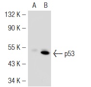  p53 (C-19): sc-1311. Western blot analysis of p53 expression in non-transfected: sc-117752 (A) and mouse p53 transfected: sc-125766 (B) 293T whole cell lysates.