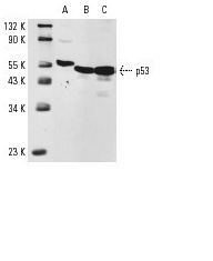  p53 (C-19): sc-1311. Western blot analysis of p53 expression in A-431 (A), WR19L (B) and mouse Lac Z (C) whole cell lysates.