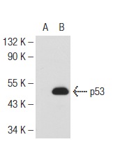  p53 (C-19): sc-1311. Western blot analysis of p53 expression in non-transfected: sc-117752 (A) and mouse p53 transfected: sc-125766 (B) 293T whole cell lysates.