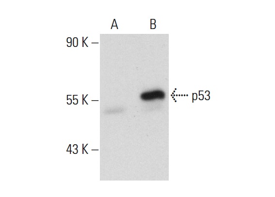  p53 (C-19): sc-1311. Western blot analysis of p53 expression in non-transfected: sc-117752 (A) and human p53 transfected: sc-158802 (B) 293T whole cell lysates.