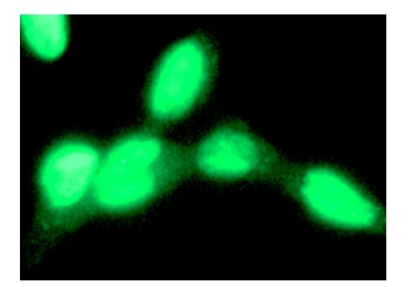  p53 (Bp53-12): sc-263. Immunofluorescence staining of methanol-fixed A-431 cells showing nuclear localization.