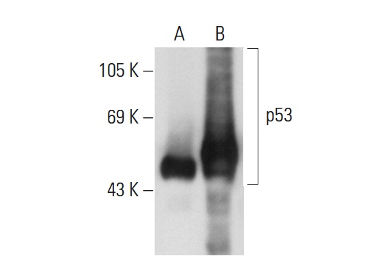  p53 (Bp53-12): sc-263. Western blot analysis of p53 expression in non-transfected: sc-117752 (A) and human p53 transfected: sc-158802 (B) 293T whole cell lysates.