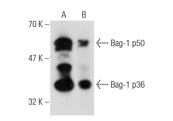  Bag-1 (3.9F1E11): sc-56004. Western blot analysis of Bag-1 expression in HeLa (A) and SK-BR-3 (B) whole cell lysates.