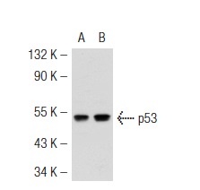  p53 (DO-2): sc-53394. Western blot analysis of p53 expression in non-transfected: sc-117752 (A) and mouse p53 transfected: sc-125766 (B) 293T whole cell lysates.