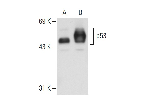  p53 (DO-2): sc-53394. Western blot analysis of p53 expression in non-transfected: sc-117752 (A) and human p53 transfected: sc-158802 (B) 293T whole cell lysates.