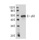  p53 (DO-7): sc-47698. Western blot analysis of p53 expression in MCF7 whole cell lysate.